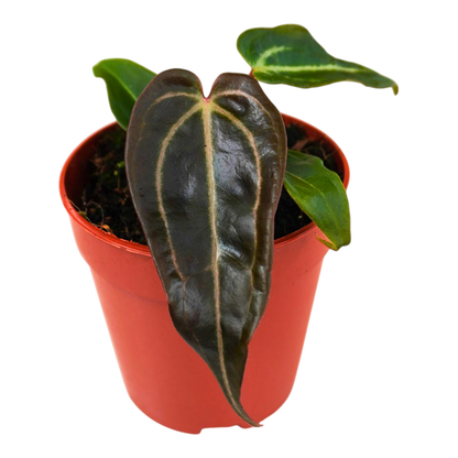 DocBlock Anthurium Black Widow® '13' x Red Velvet Cake® '24'