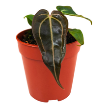 DocBlock Anthurium Black Widow® '13' x Red Velvet Cake® '24'