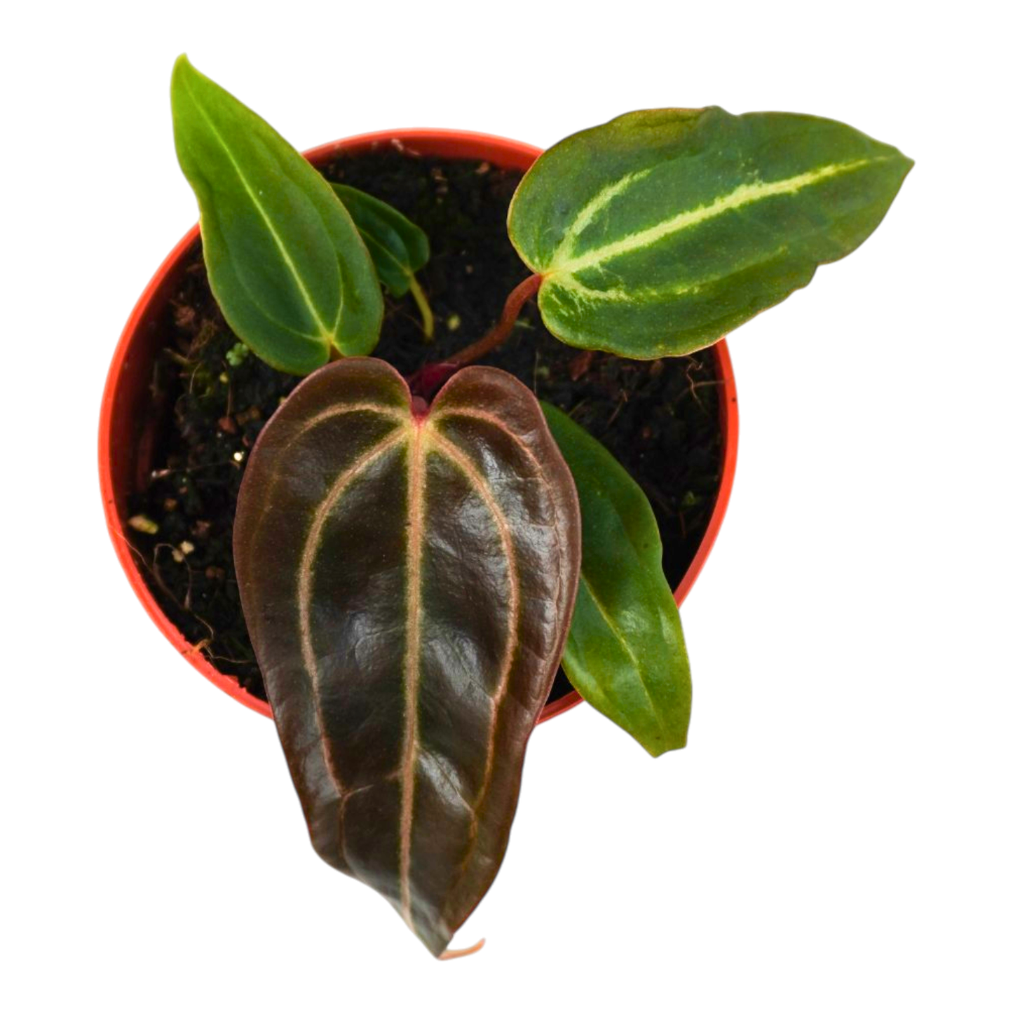 DocBlock Anthurium Black Widow® '13' x Red Velvet Cake® '24'