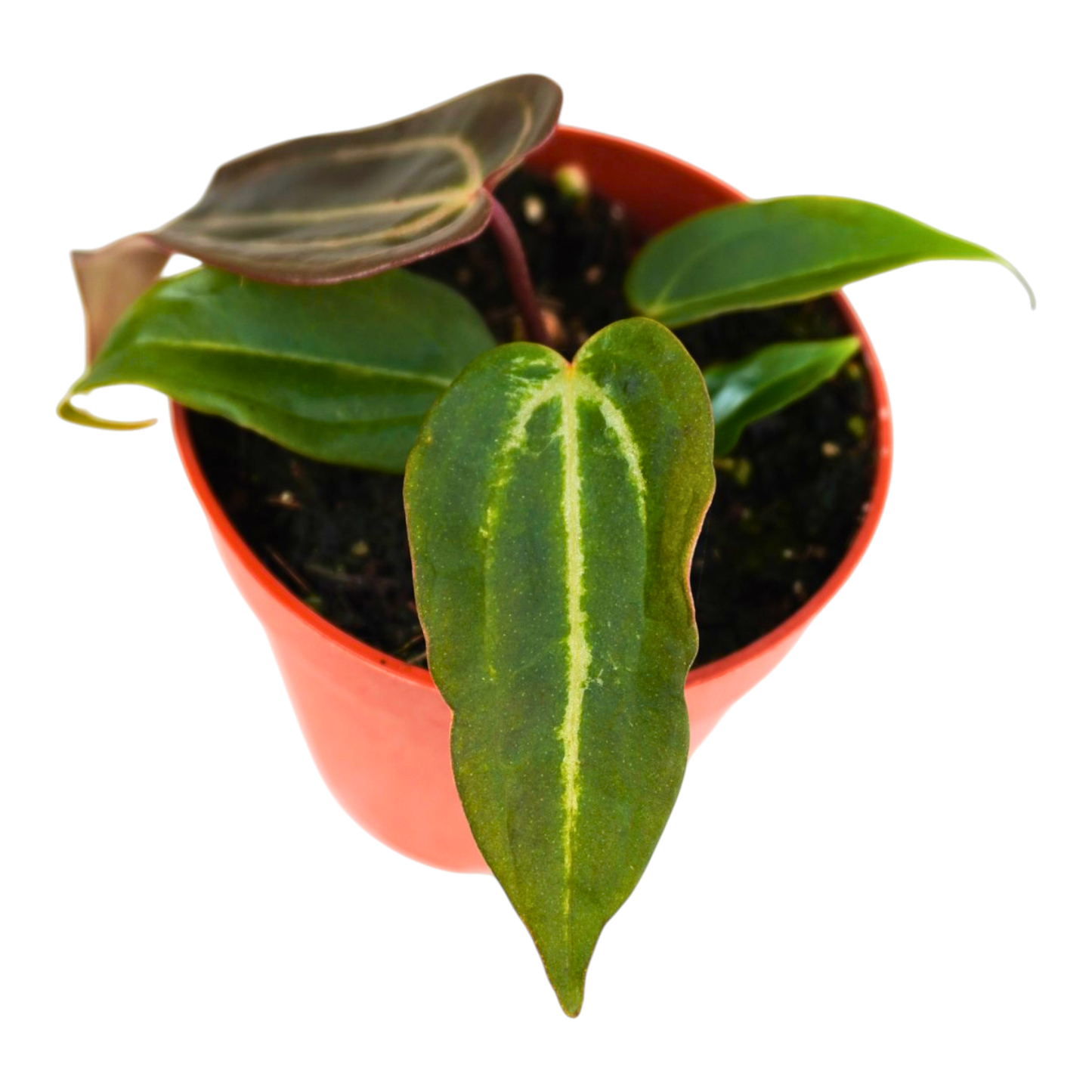 DocBlock Anthurium Black Widow® '13' x Red Velvet Cake® '24'