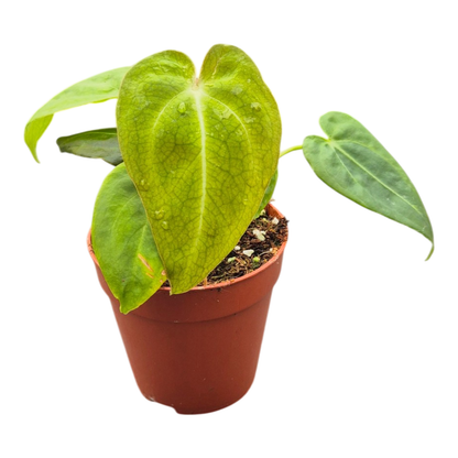 DocBlock Anthurium Black Widow® '43' × Forgetii '57'