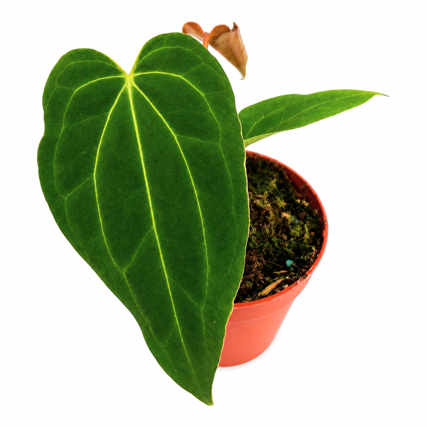 DocBlock Anthurium Black Widow® '43' x Black Widow® '43'