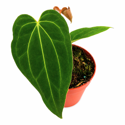 DocBlock Anthurium Black Widow® '43' x Black Widow® '43'
