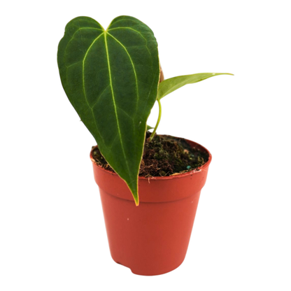 DocBlock Anthurium Black Widow® '43' x Black Widow® '43'
