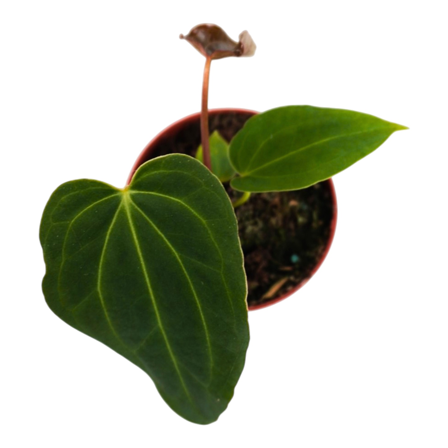 DocBlock Anthurium Black Widow® '43' x Black Widow® '43'