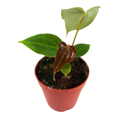 DocBlock Anthurium Black Widow® '43' x Black Widow® '43'