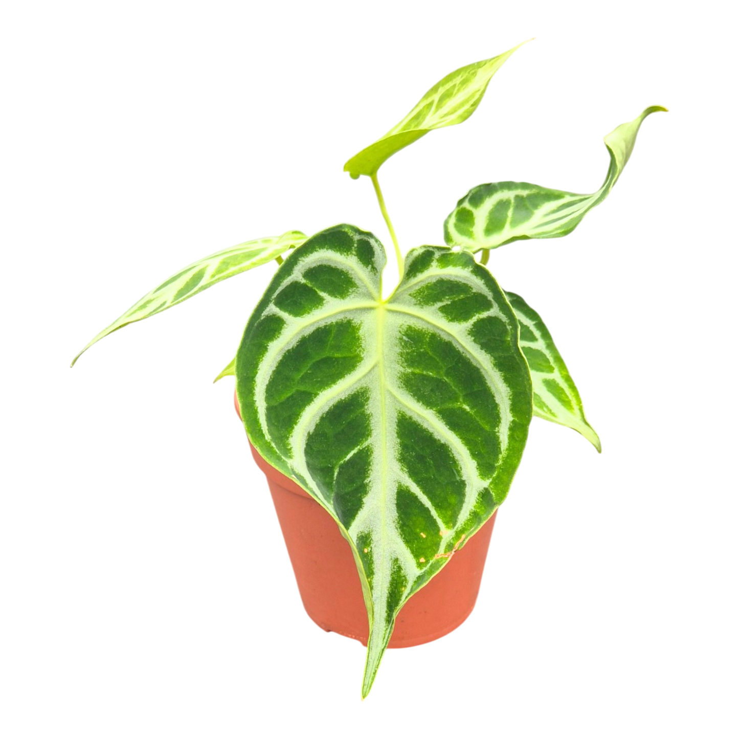 DocBlock Anthurium Briëlle® '16' X Briëlle® '16'