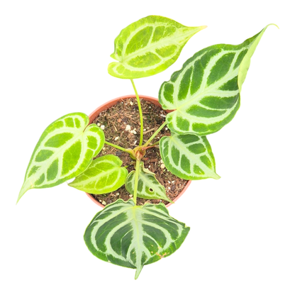 DocBlock Anthurium Briëlle® '16' X Briëlle® '16'