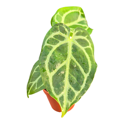 DocBlock Anthurium Briëlle® '16' X Michelle® '23'