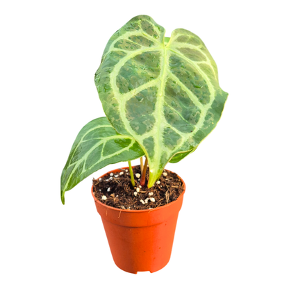 DocBlock Anthurium Briëlle® '16' X Michelle® '23'