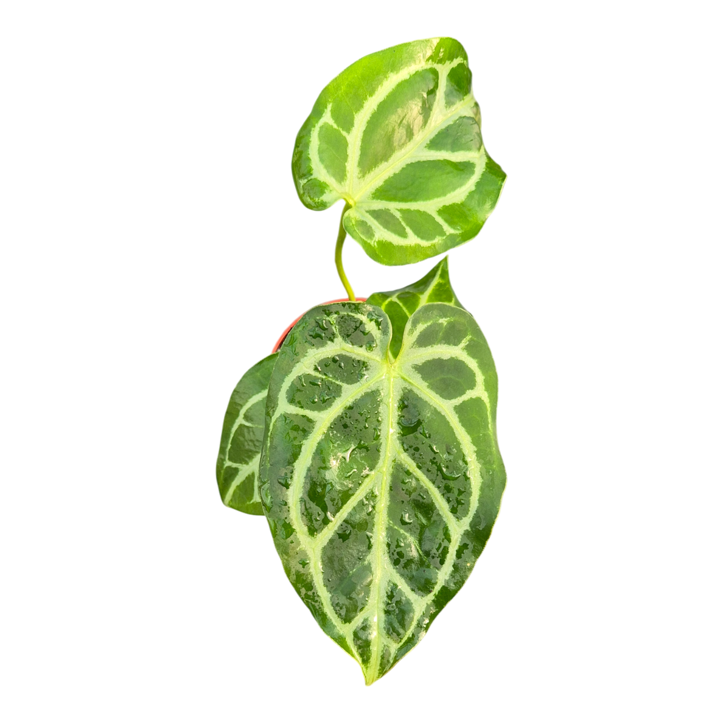 DocBlock Anthurium Briëlle® '16' X Zara® '33'