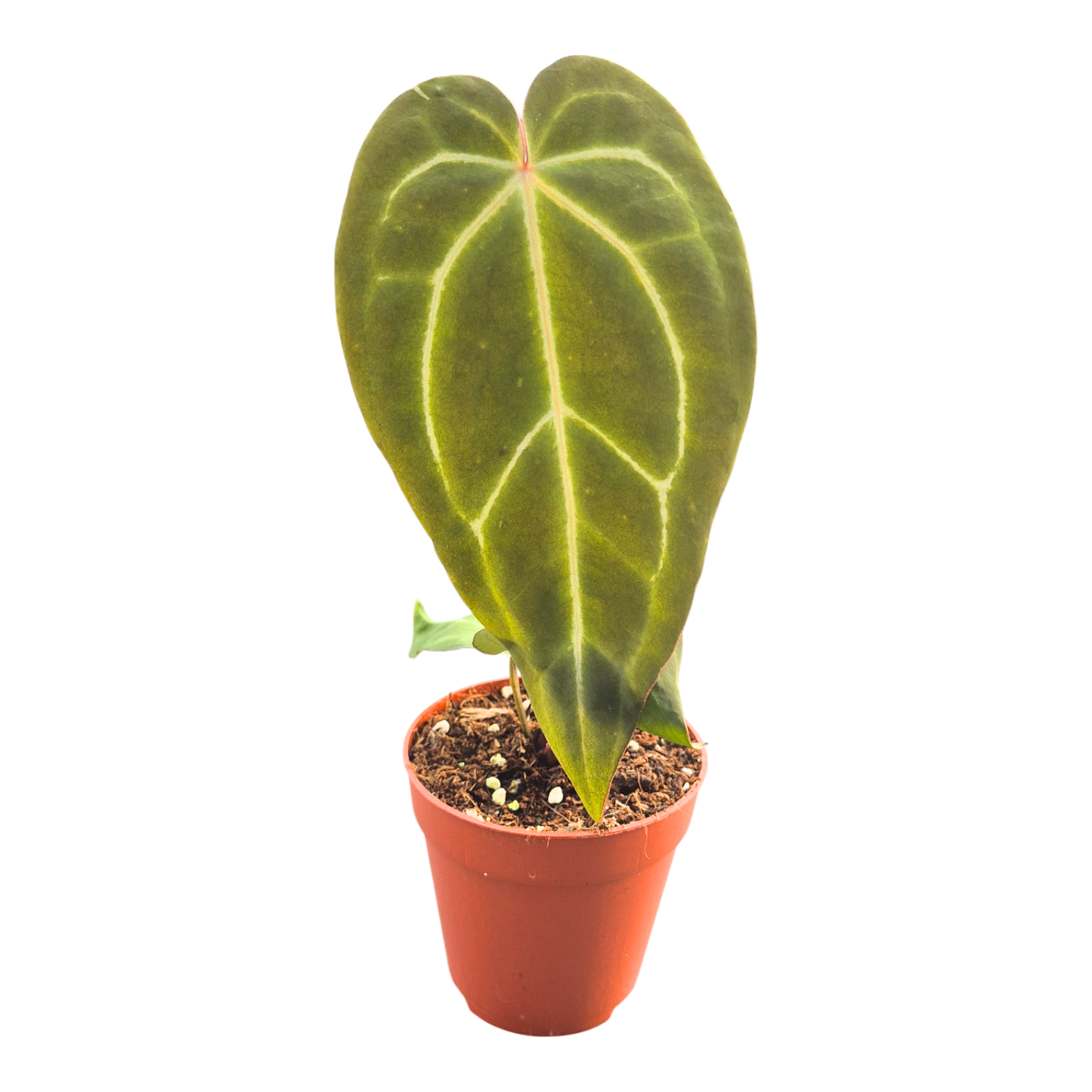 DocBlock Anthurium Brown Derby® '39' × Brown Derby® '39'