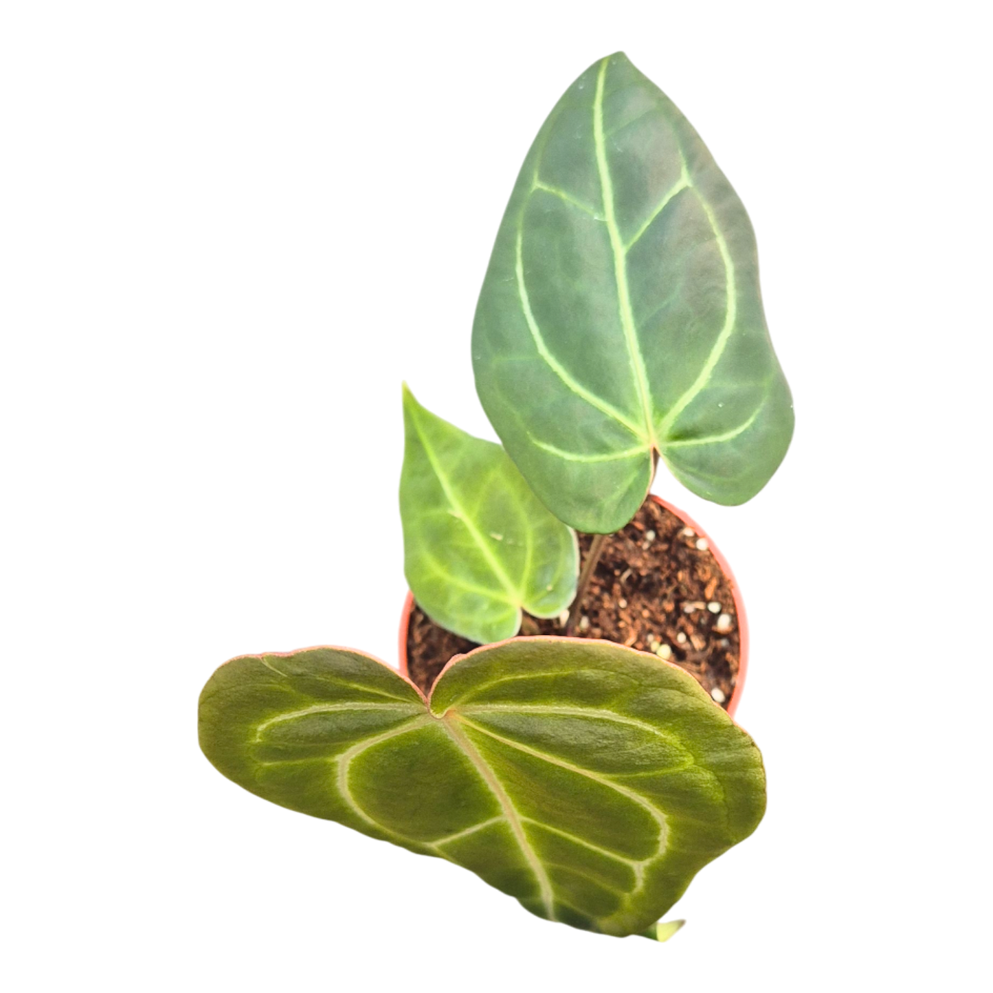 DocBlock Anthurium Brown Derby® '39' × Brown Derby® '39'