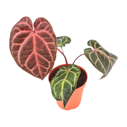 DocBlock Anthurium Brown Derby® '39' X Home, Sweet Home® '32'