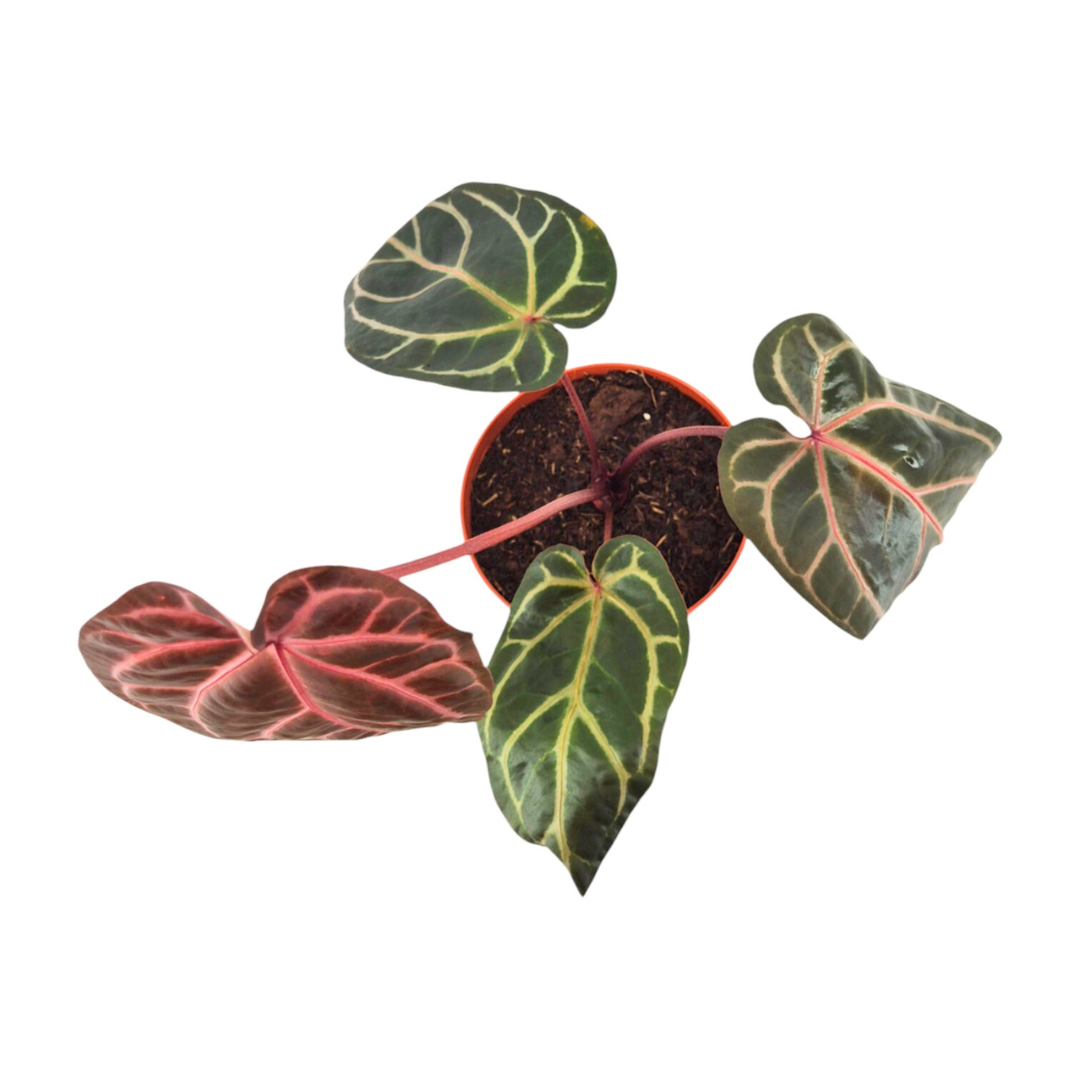 DocBlock Anthurium Brown Derby® '39' X Home, Sweet Home® '32'
