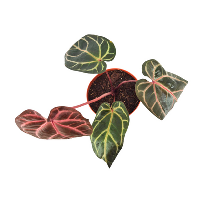 DocBlock Anthurium Brown Derby® '39' X Home, Sweet Home® '32'