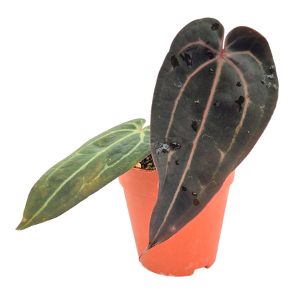 DocBlock Anthurium Brown Derby® '39' X Zara® '31'