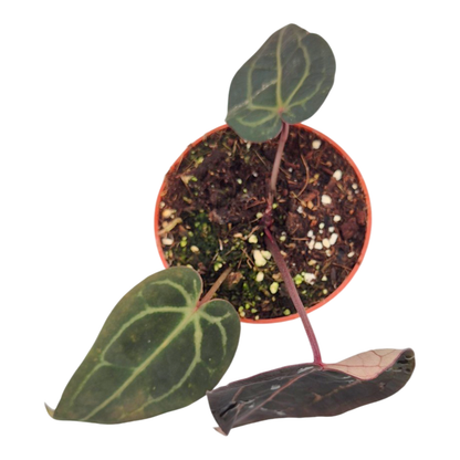 DocBlock Anthurium Brown Derby® '39' X Zara® '31'