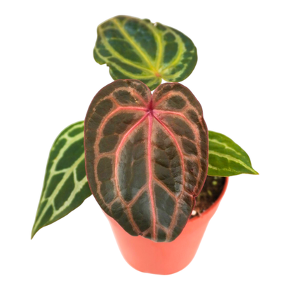 DocBlock Anthurium Chloe® '1311'