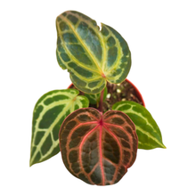 DocBlock Anthurium Chloe® '1311'