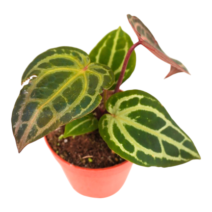DocBlock Anthurium Chloe® '1311'