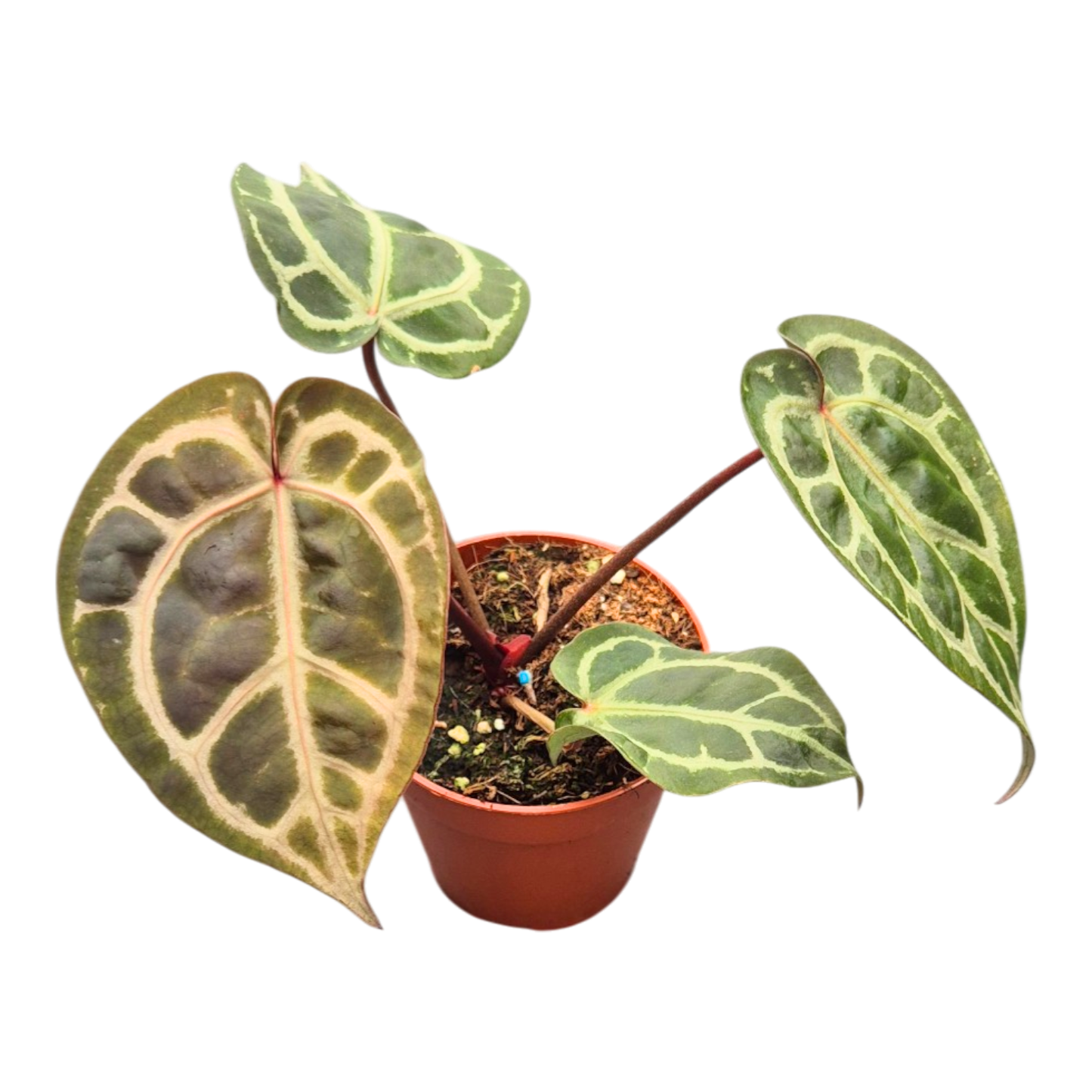 DocBlock Anthurium Crystal Red® '12' × Black Widow® '13'