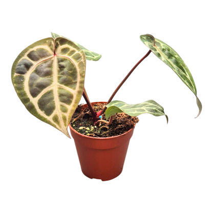 DocBlock Anthurium Crystal Red® '12' × Black Widow® '13'