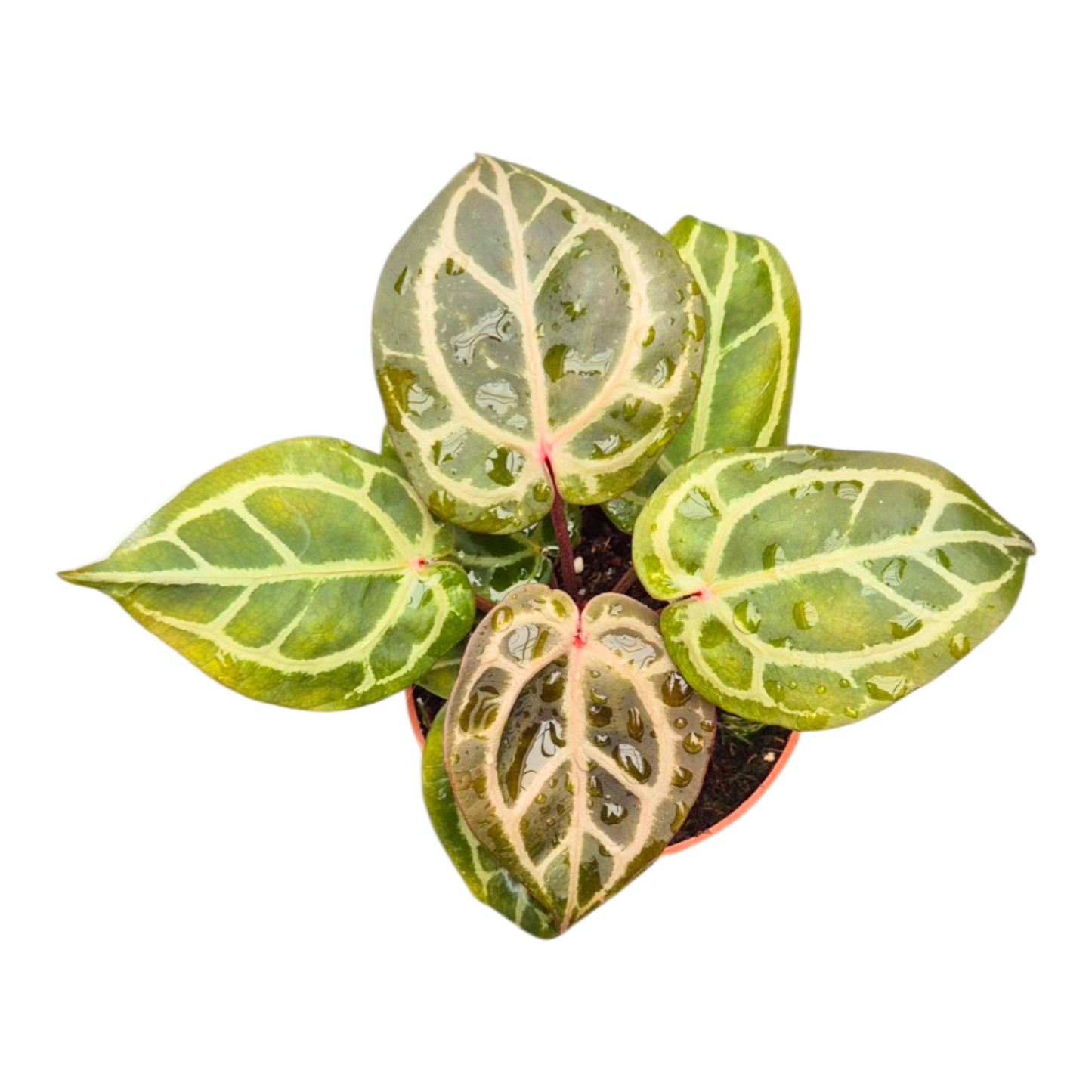 DocBlock Anthurium Crystal Red® « 12 » X Crystal Red® « 12 »