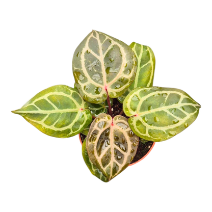 DocBlock Anthurium Crystal Red® « 12 » X Crystal Red® « 12 »