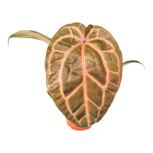 DocBlock Anthurium Crystallinum® '8' x Red Crystal® '12