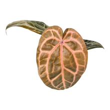 DocBlock Anthurium Crystallinum® '8' x Red Crystal® '12