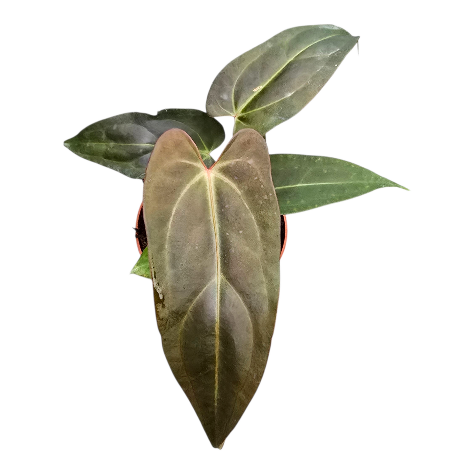 anthurium doc block DocBlock Anthurium Dark & Handsome® '9' X Dark & Handsome® '9' – Casa Botanica