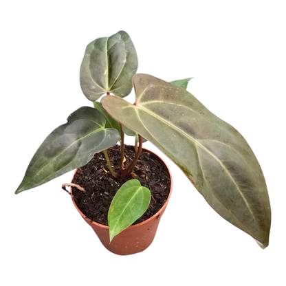 DocBlock Anthurium Dark & Handsome® '9' X Dark & Handsome® '9'