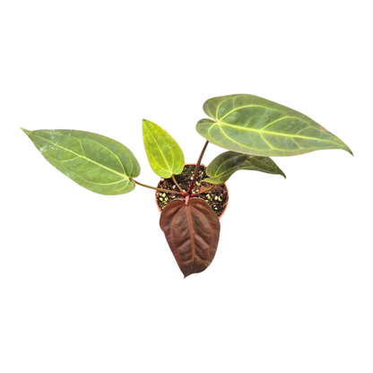 DocBlock 紅掌 Dark & Handsome® '9' × Darth Vader® '75'