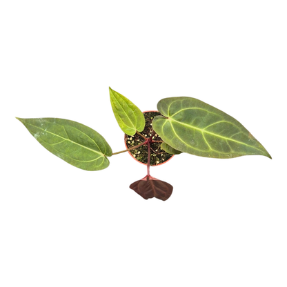 DocBlock 紅掌 Dark & Handsome® '9' × Darth Vader® '75'