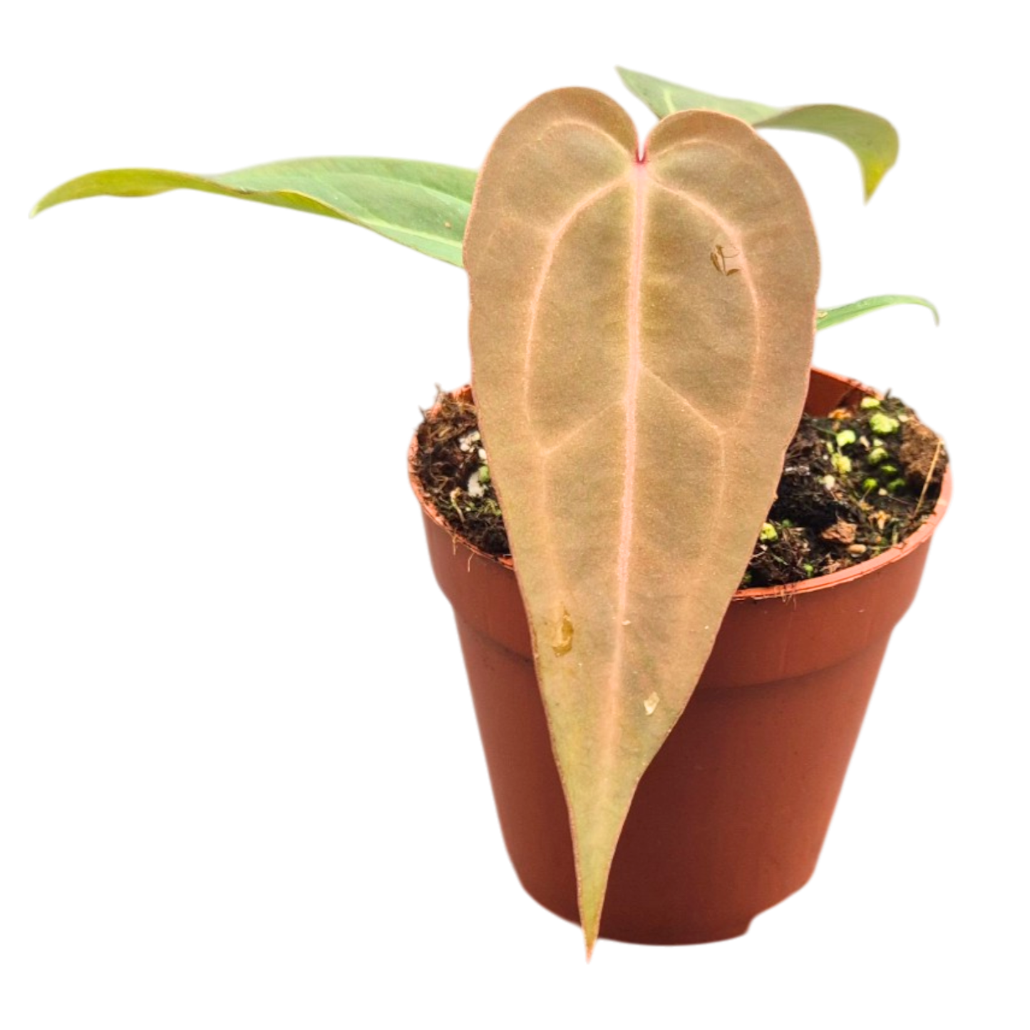 DocBlock Anthurium Dark & Handsome® '9' × Michelle® '10'