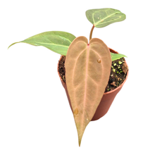 DocBlock Anthurium Dark & Handsome® '9' X Michelle® '10'