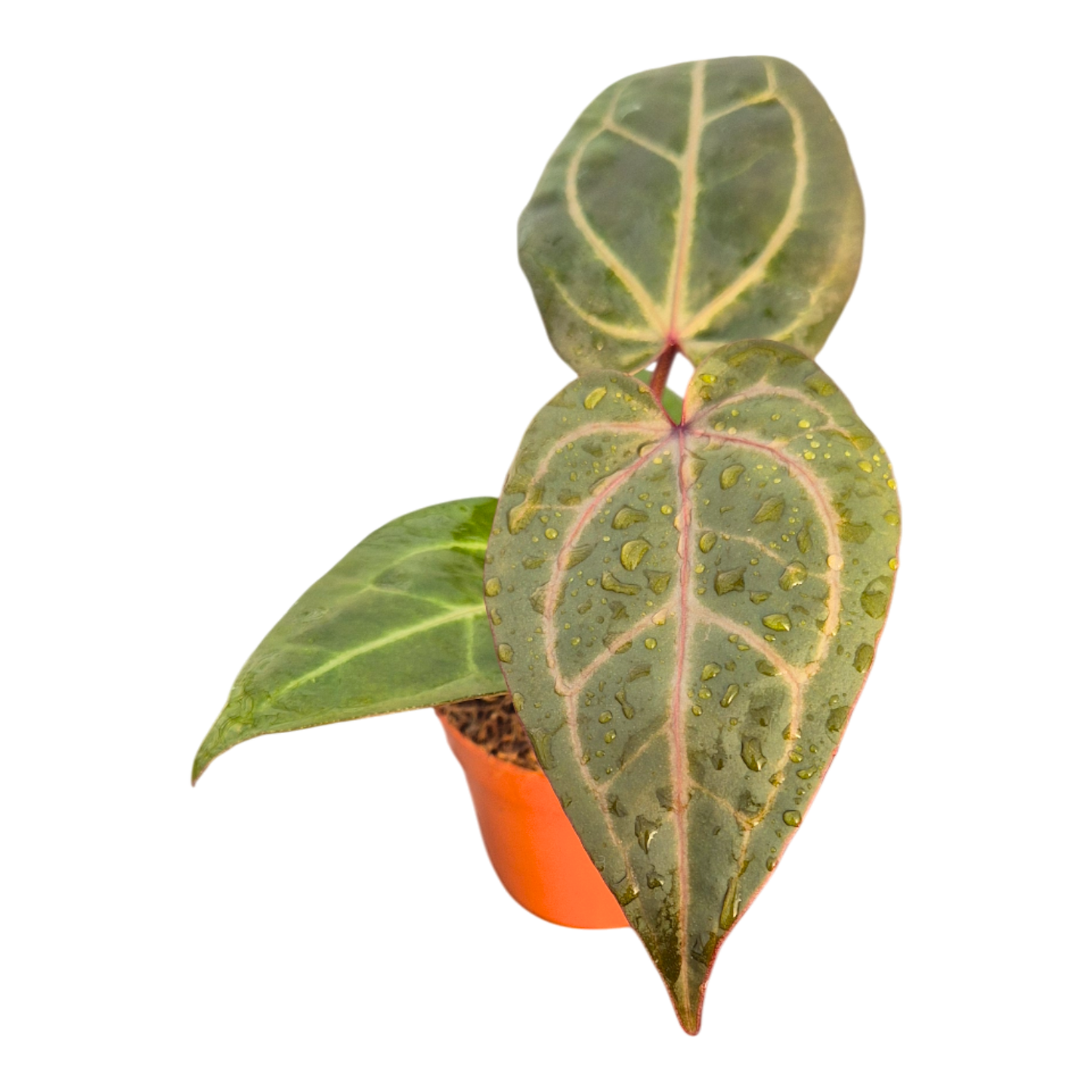DocBlock Anthurium Dark & Handsome® '9' × Minerva® '20'