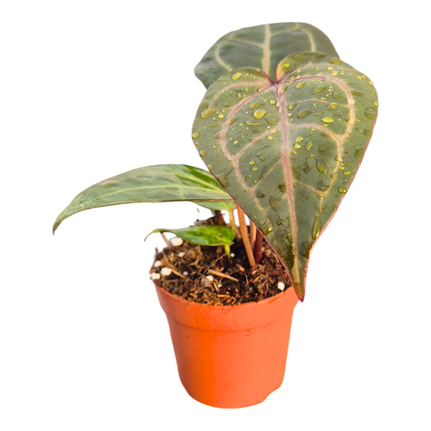 DocBlock Anthurium Dark & Handsome® '9' × Minerva® '20'