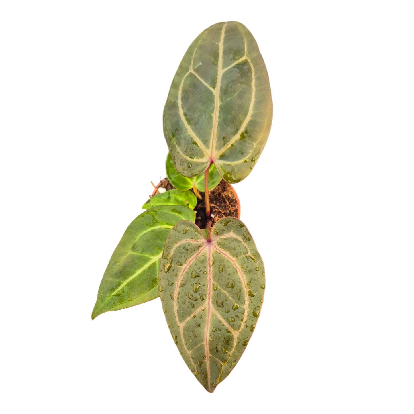 DocBlock Anthurium Dark & Handsome® '9' × Minerva® '20'
