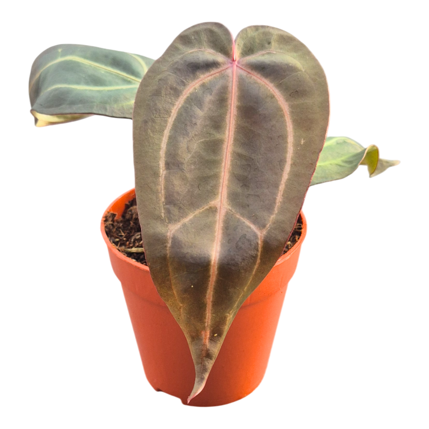 DocBlock Anthurium Dark & Handsome® '9' × Minerva® '20'