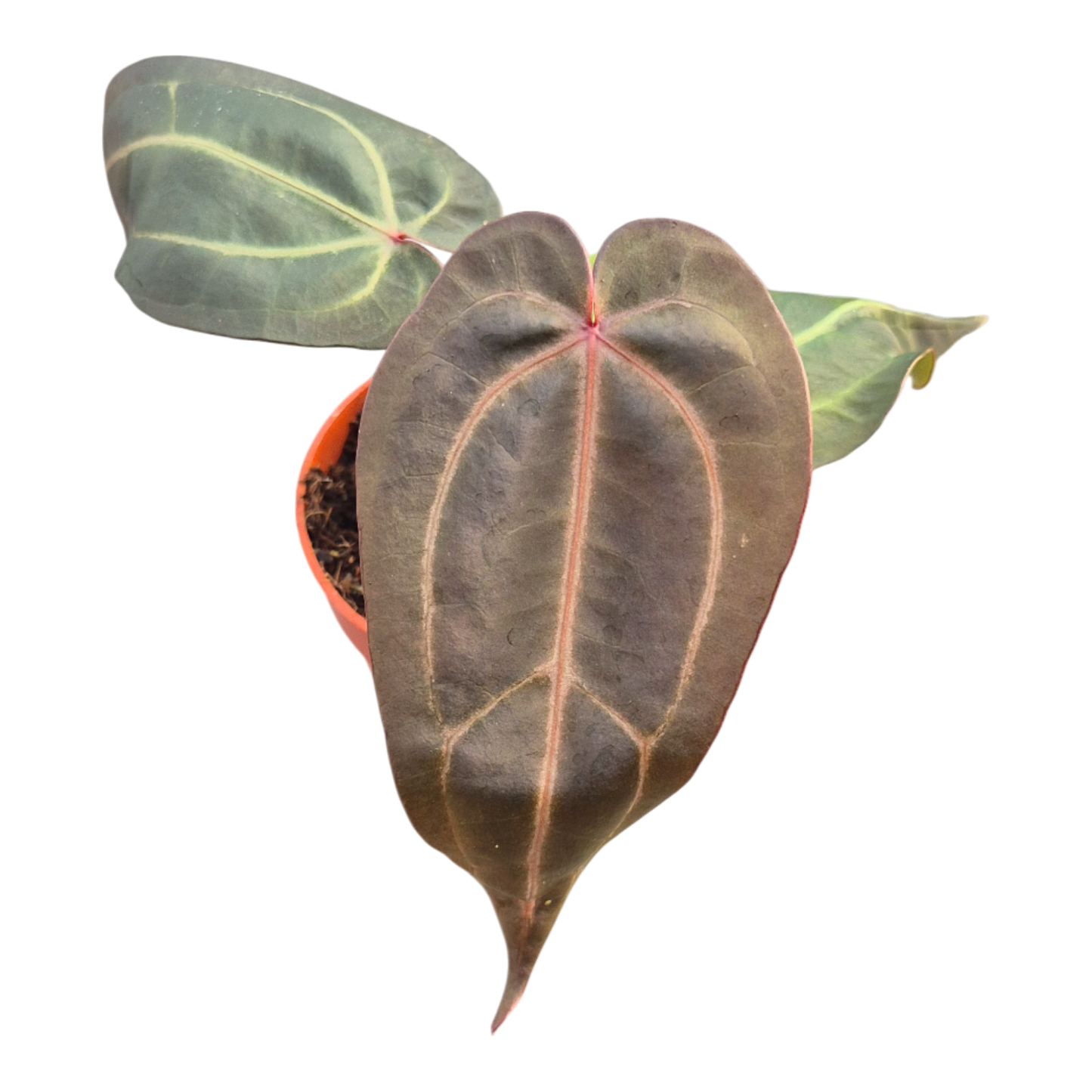 DocBlock Anthurium Dark & Handsome® '9' × Minerva® '20'
