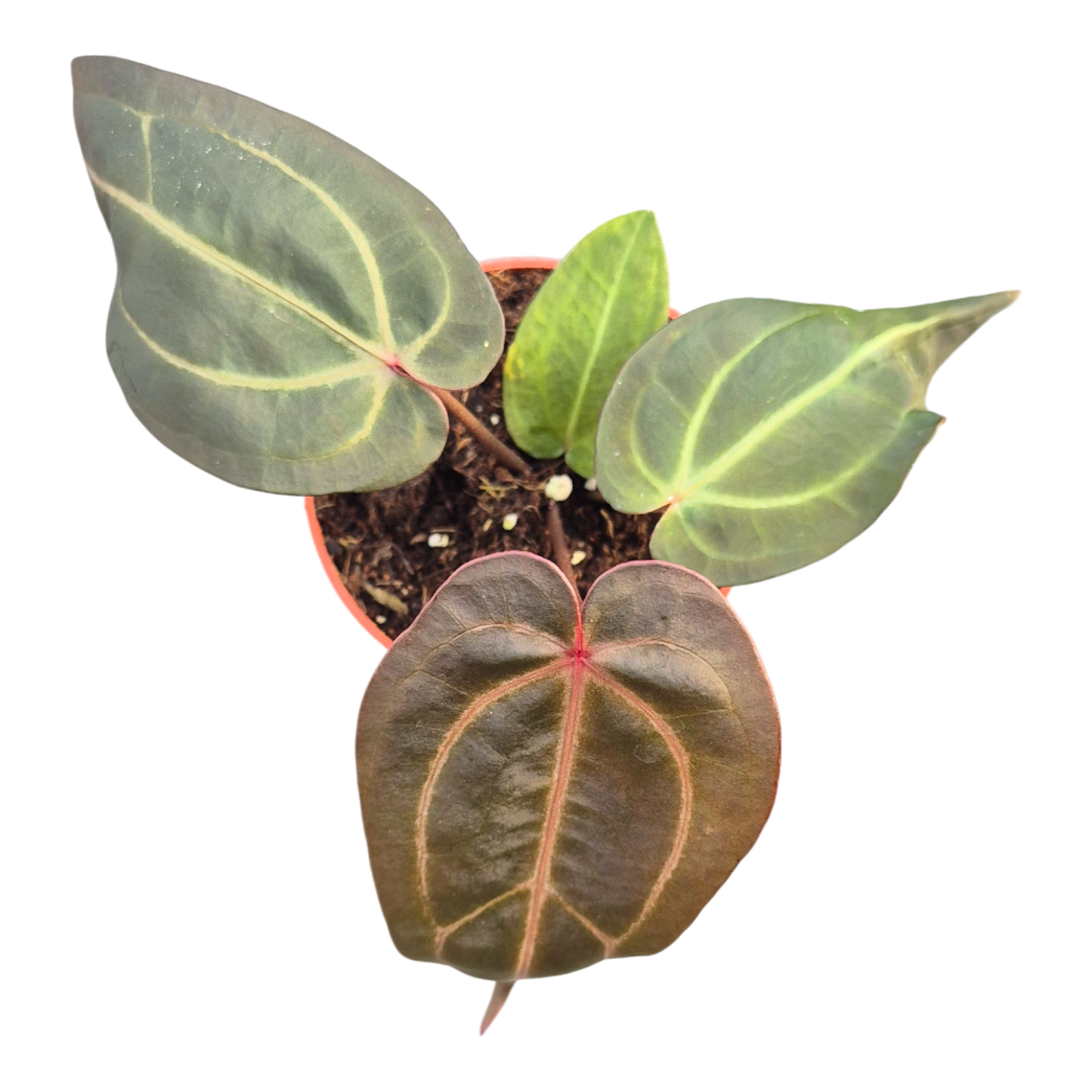 DocBlock Anthurium Dark & Handsome® '9' × Minerva® '20'