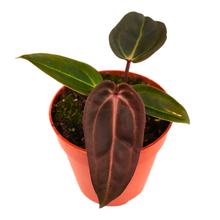 DocBlock Anthurium Darth Vader® '73' X Red Velvet Cake® '24'