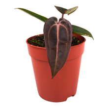 DocBlock Anthurium Darth Vader® '73' X Red Velvet Cake® '24'
