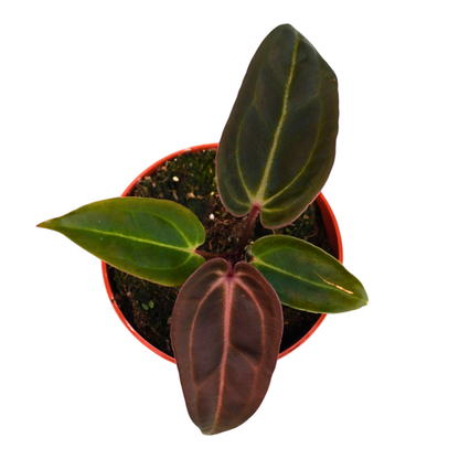 DocBlock Anthurium Darth Vader® '73' X Red Velvet Cake® '24'