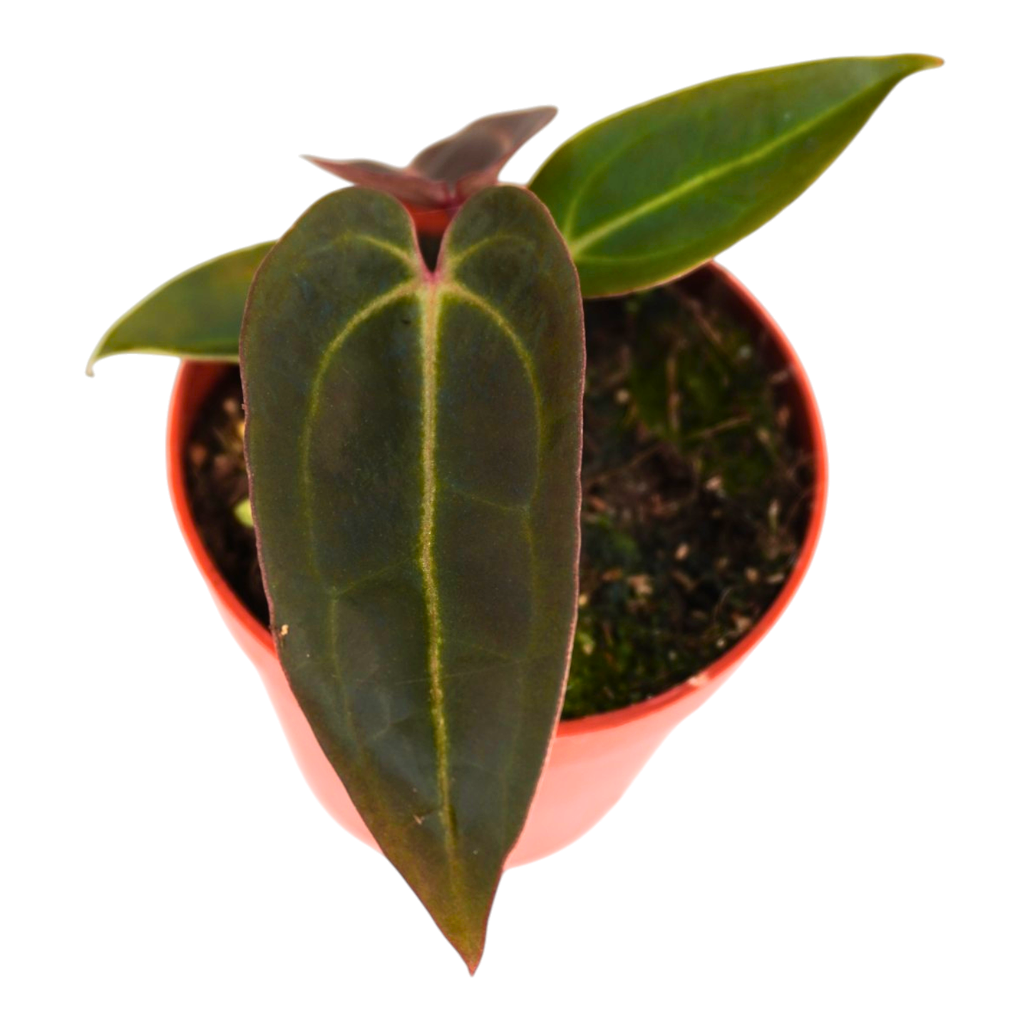 DocBlock Anthurium Darth Vader® '73' X Red Velvet Cake® '24'