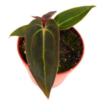 DocBlock Anthurium Darth Vader® '73' X Red Velvet Cake® '24'