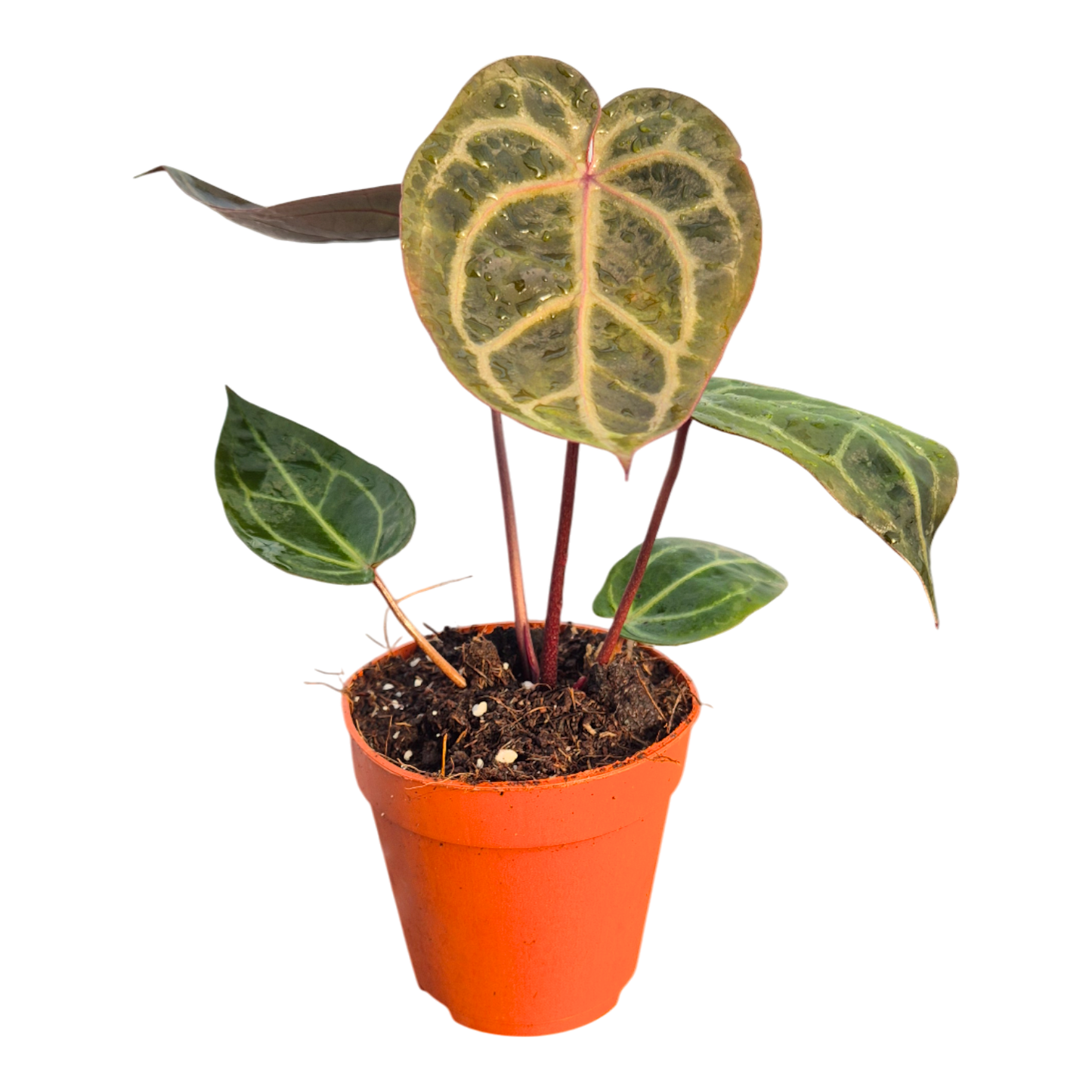 DocBlock Anthurium Home, Sweet Home® '32' X Dark & Handsome® '9'