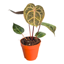 DocBlock Anthurium Home, Sweet Home® '32' X Dark & Handsome® '9'